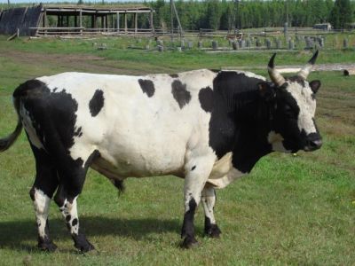 В Якутии откроют научный центр репродукции генофонда якутского скота