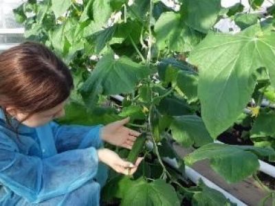 Летний лагерь в Тас-Юряхе получит новую теплицу