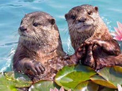 Москвариум