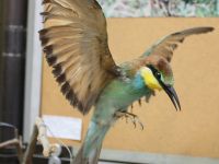 Феодосийский музей древностей