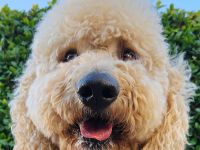 Смартфон Samsung