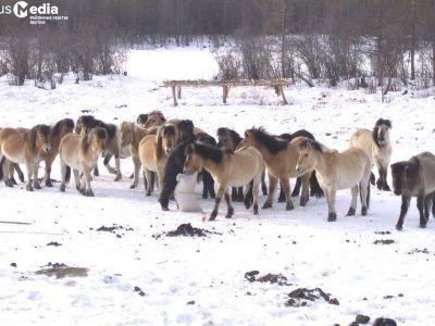 Верхоянская лошадь должна быть признана отдельной породой – эксперт