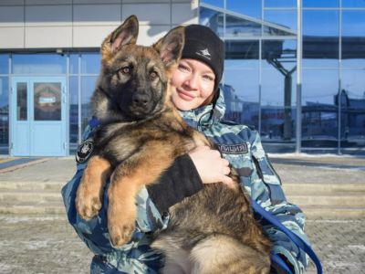 Манго на посту: 4-месячная овчарка прибыла на службу в Якутск