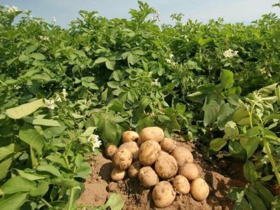 В Якутии введены новые субсидии на заготовку овощей