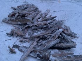 Трофейная рыбалка на реке Вилюй. Маршрут: п. Кысыл Сыр - устье р. Вилюй (до Лены)