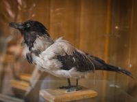 Осинский районный историко-краеведческий музей