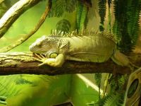 Тульский областной экзотариум. Старая экспозиция