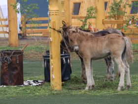 Ысыах Олонхо начался в Нерюнгринском районе