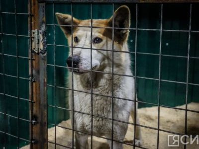 Компенсацию морального вреда выплатила мэрия Якутска за нападение собаки на ребенка