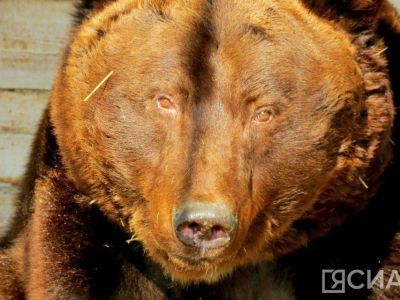 В пяти километрах от поселка Хандыга Томпонского района заметили медведя