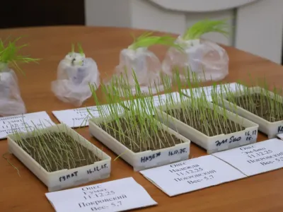 В Якутии планируют увеличить заготовку сочных кормов