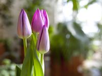 Государственный музей-заповедник «Царицыно»