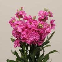 Маттиола Кац Брайт Роуз (1уп-250шт) профессиональные семена