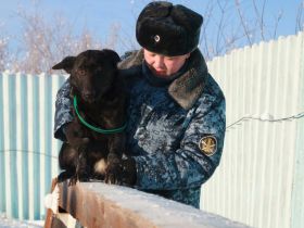Новые щенки начнут службу в УФСИН Якутии