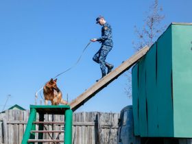 В исправительной колонии Якутии прошли тренировки служебных собак