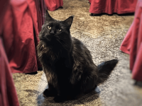 Музей-театр «Булгаковский дом»