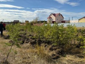 Якутяне высадили 600 сосен для геоглифа «Победа-80»