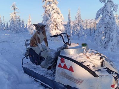 В кочевом племени «Магир» рассказали о своих верных спутниках — оленегонных лайках