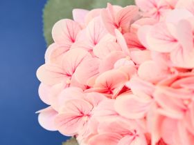 Букет Lecce, розовый