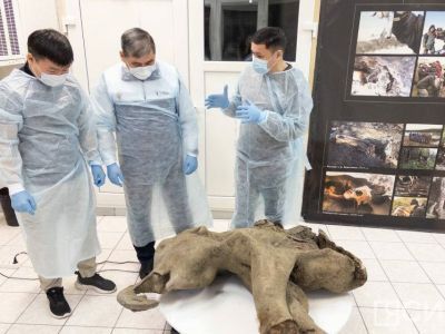 Обнаруженного в Якутии мамонтенка назвали Яной