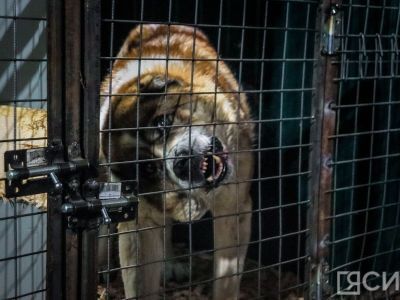 В Госсобрании Якутии рассказали о сложностях внесения поправок в «собачий закон»