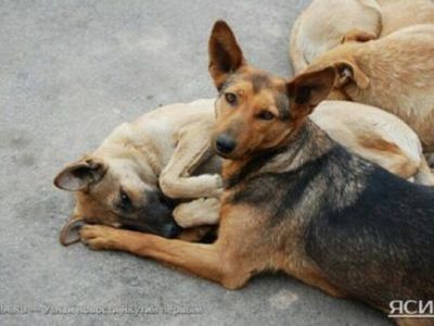 Астраханские депутаты предложили поправки в закон об обращении с животными