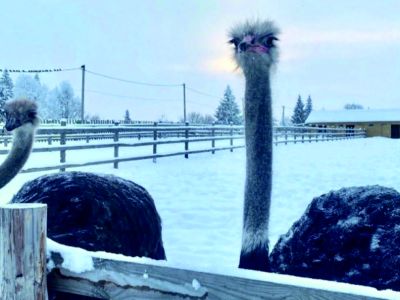 Билеты на Новый год на ферме (Пермэнергосбыт) / Экскурсия | Афиша | ИнфоТаймс