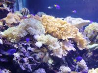 Санкт-Петербургский океанариум