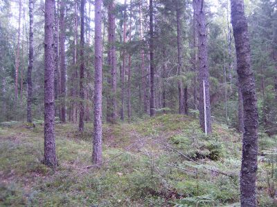 Курганная группа 3