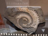 Музей пермских древностей