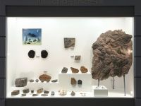 Музей природы г. Новосибирска