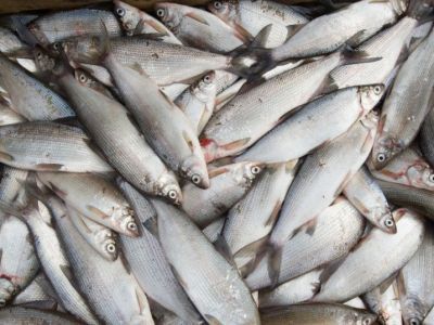 В Якутии с 2018 года возбуждено 25 уголовных дел по фактам незаконного вылова рыбы