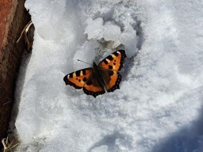 Фотофакт: в Сунтарском районе Якутии в апреле ожила бабочка