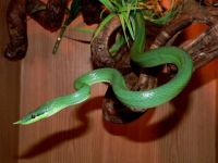 Тульский областной экзотариум. Старая экспозиция