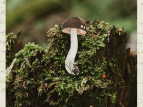 Деревянная брошка Дворникова А. "Подберёзовик"