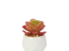 Суккулент Apostolello