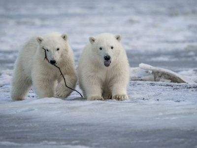 Недалеко от села Походск Якутии местный житель обнаружил двух белых медвежат