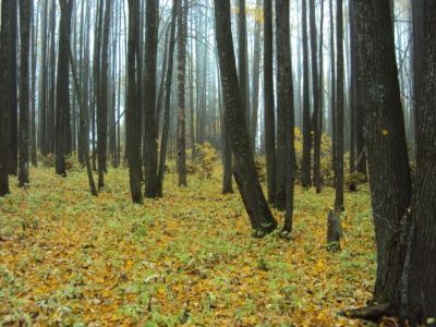 Священная роща