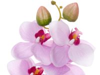 Цветок Sigillo