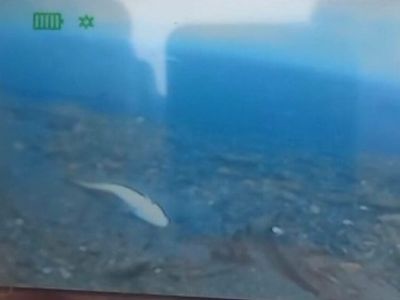 Массовая гибель рыбы зафиксирована в Усть-Майском районе