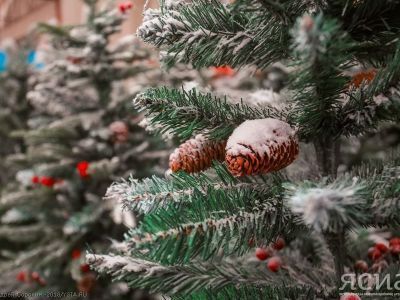 Резкого подорожания новогодних елок на Дальнем Востоке не ожидается