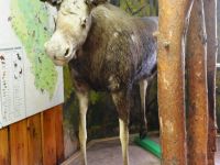 Ленинск-Кузнецкий краеведческий музей