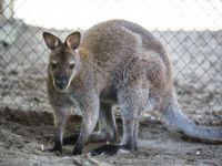 Парк культуры и отдыха имени 300-летия Кубанского казачьего войска