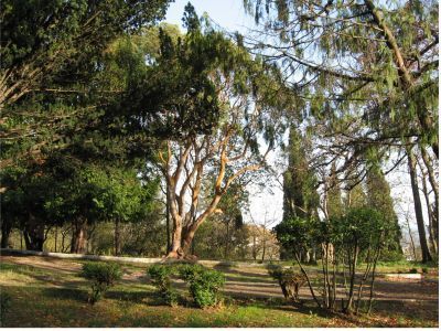 Парк санатория им.А.П.Чехова