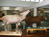 Белгородский государственный историко-краеведческий музей