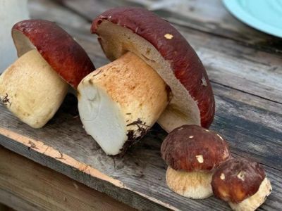 Жительница Якутии нашла гигантские грибы