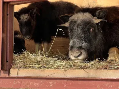 Партию овцебыков из острова моря Лаптевых доставят в Нижнеколымский район Якутии