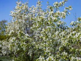 «Ранетки лежали под снегом»: история первого в Якутии яблоневого сада