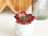 Суккулент Siano