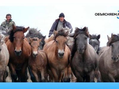 Якутское хозяйство «Конезавод "Берте"» активно готовится к весенним полевым работам